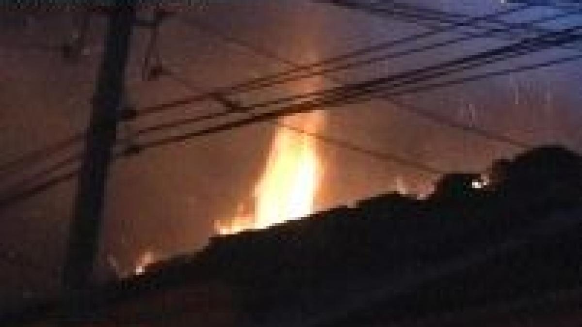 targu mures sute de animale moarte intr un pet shop mistuit de flacari video