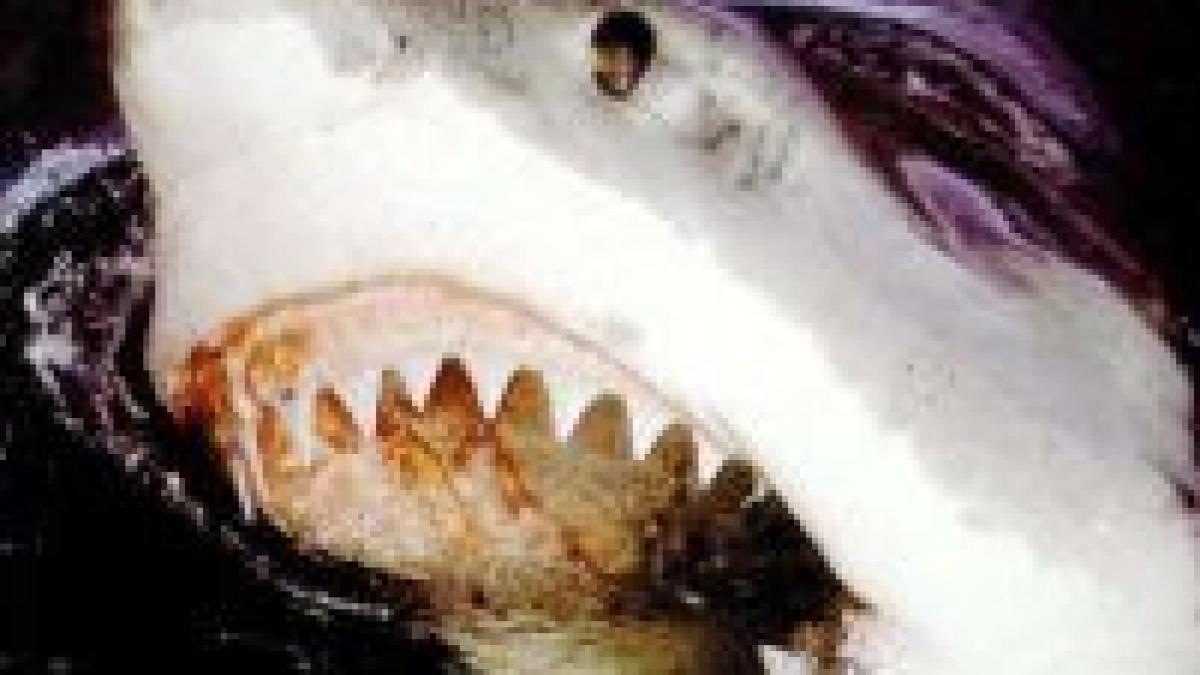 rechin de 3 metri aproape de tarmul britanic