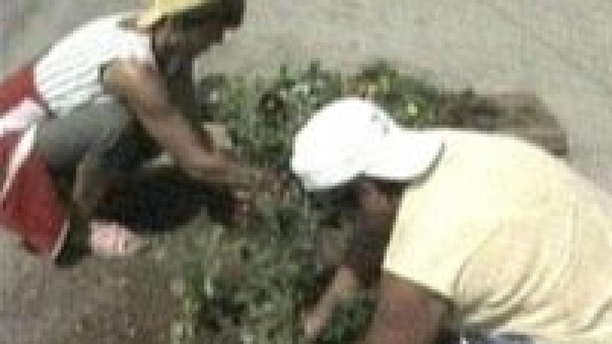 maldarele de gunoaie ale capitalei sunt inlocuite cu flori