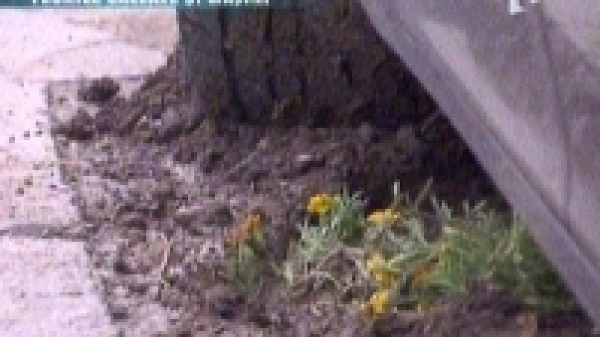florile plantate la indicatiile presedintelui au fost distruse de soferi