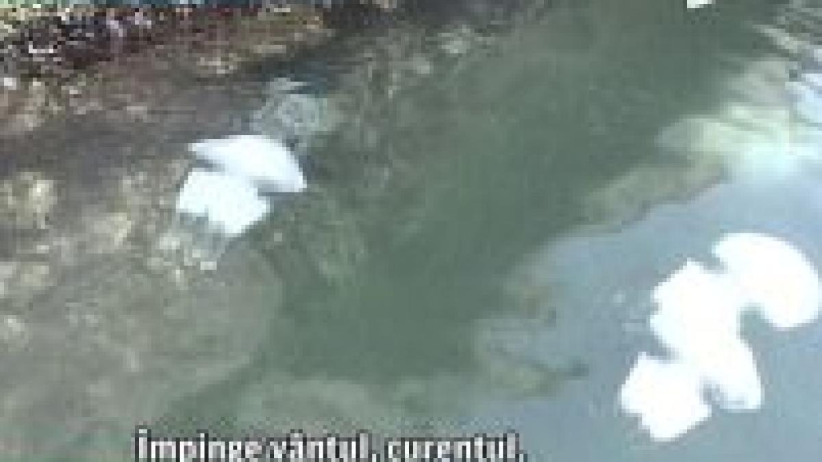 meduze uriase au invadat litoralul romanesc