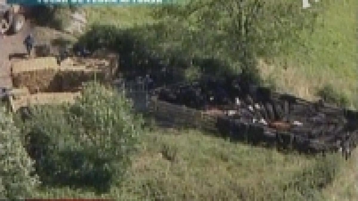 virusul febrei aftoase ar putea proveni dintr un laborator de cercetare