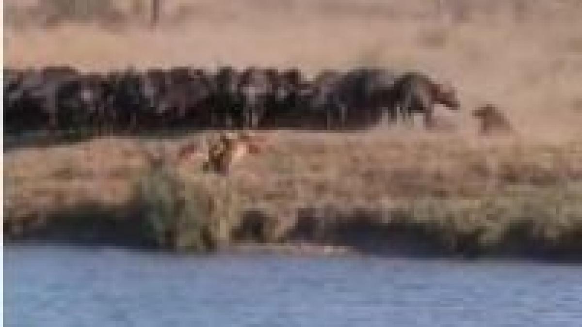 Confruntare sângeroasă între animale devenită hit online <font color=red>(VIDEO)</font>