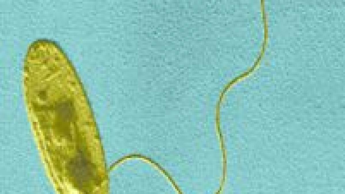 Legionella, un nou virus care îngrijorează Marea Britanie