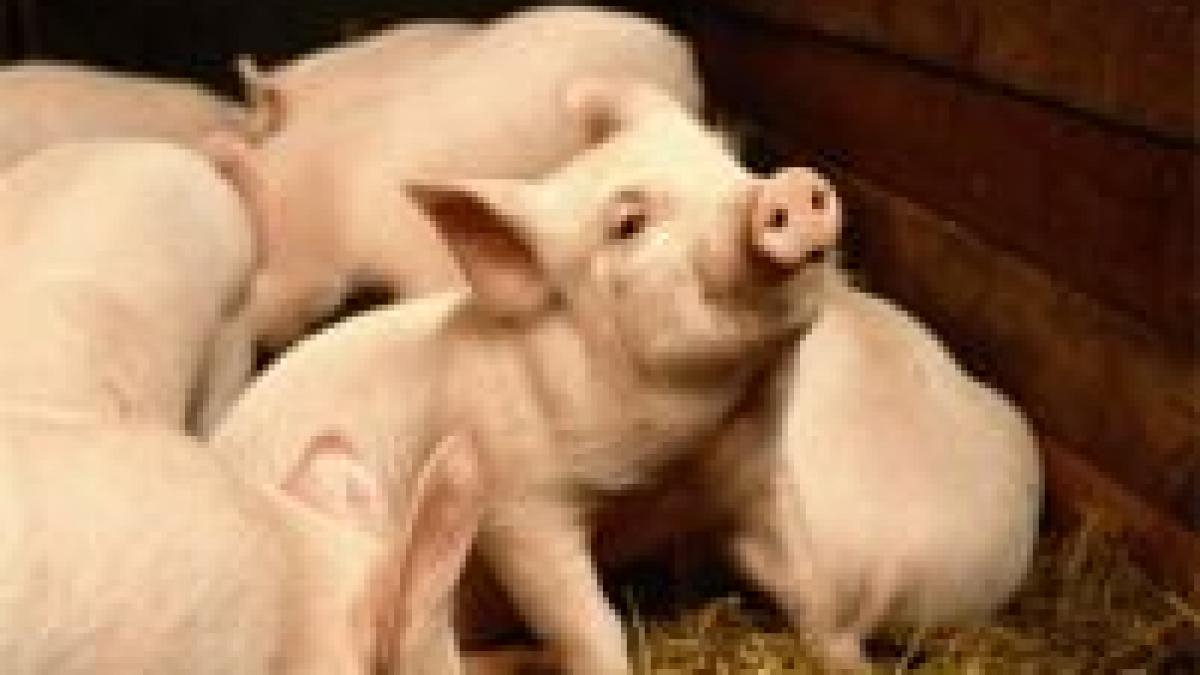 afacerile necurate cu vaccinul anti pesta porcina