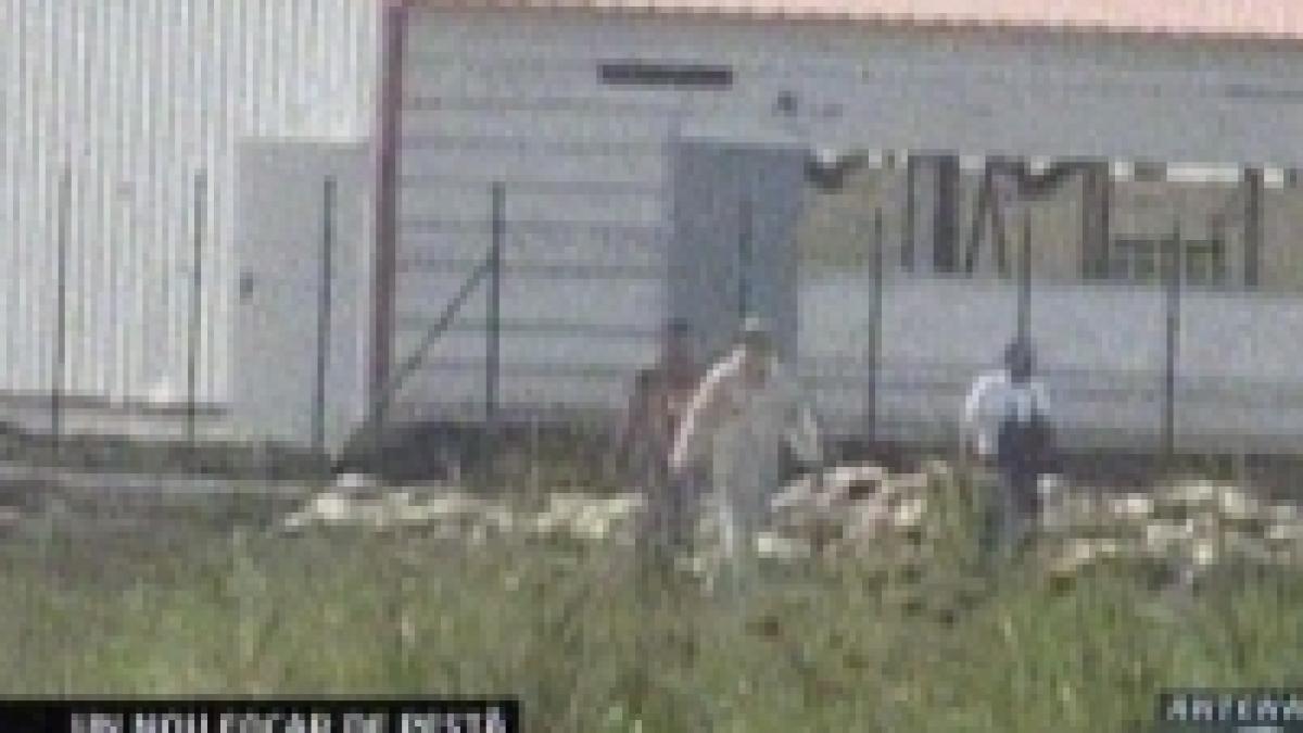 nou focar de pesta porcina la timis video