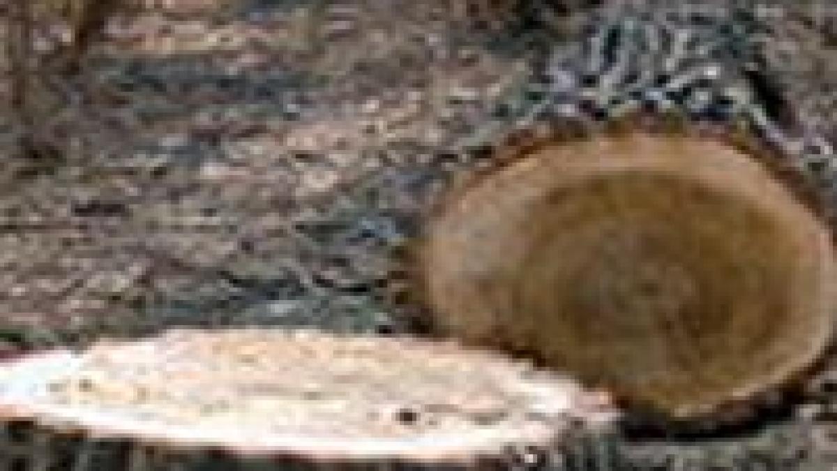 a inceput taierea copacilor pe dn1