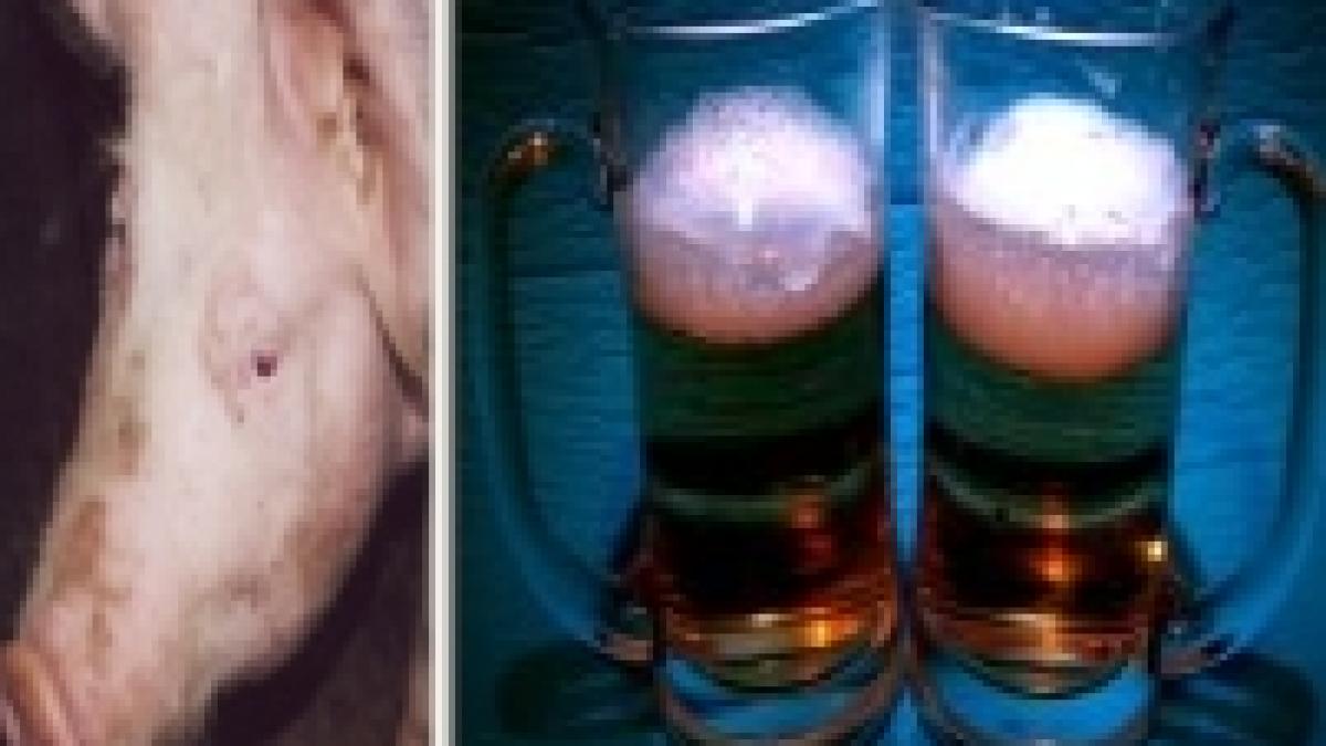 din cauza secetei un purcel costa cat doua beri