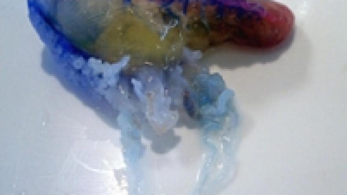 o meduza ucigasa invadeaza marea britanie galerie foto