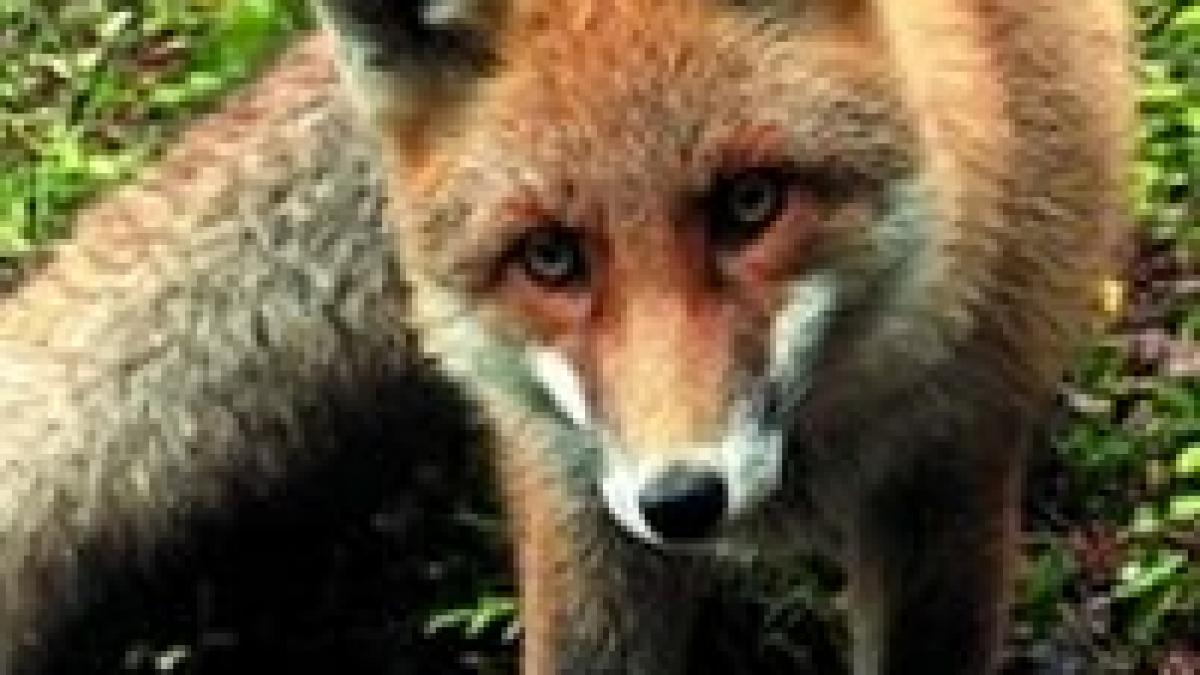 braila in carantina din cauza unei vulpi turbate video