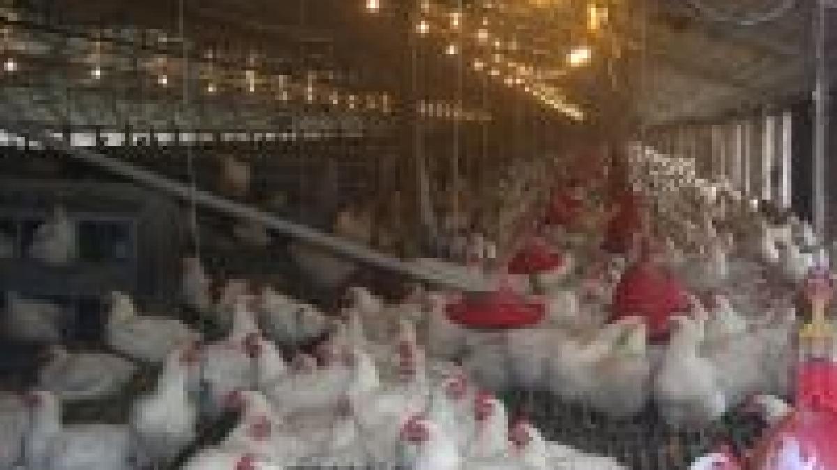 Virusul H5N1 depistat la o fermă din Germania