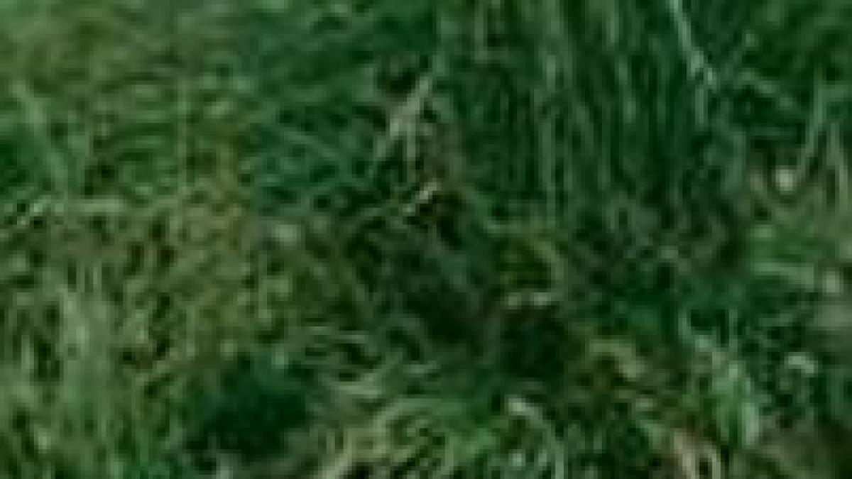 in buzau porumbul va fi inlocuit cu iarba de sudan