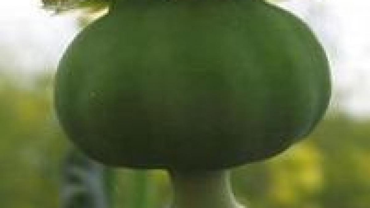 productia de opiu s a dublat in afganistan