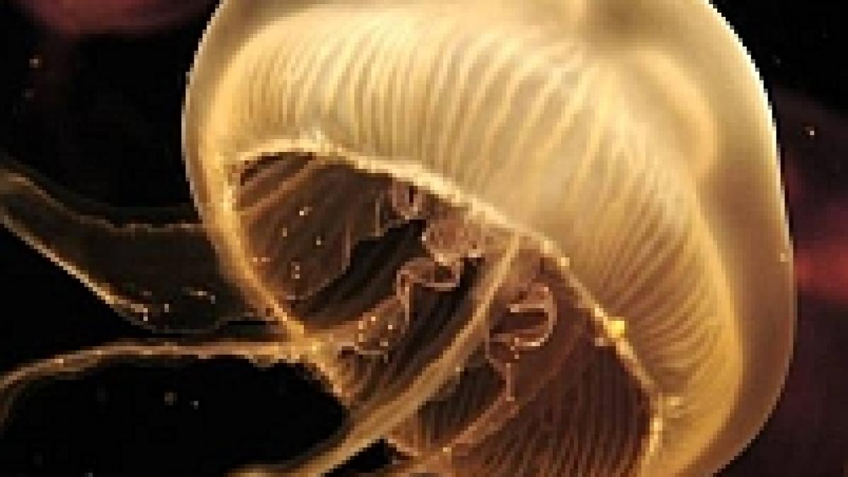 portul constanta este invadat de meduze