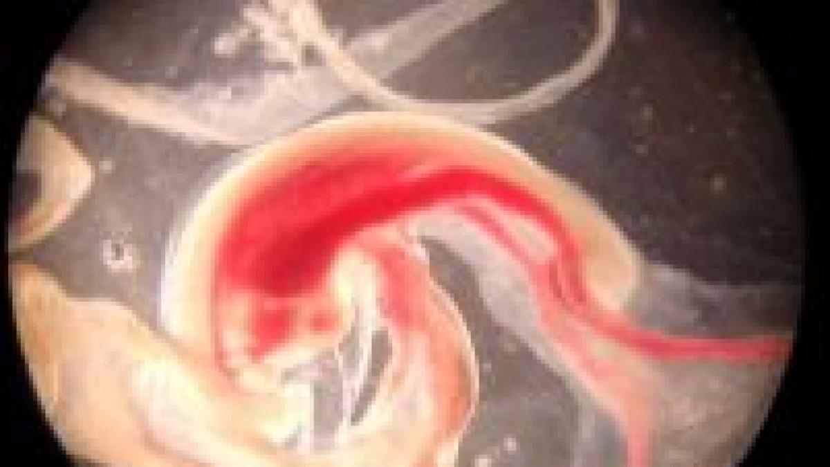 embrioni hibrizi creati legal in marea britanie