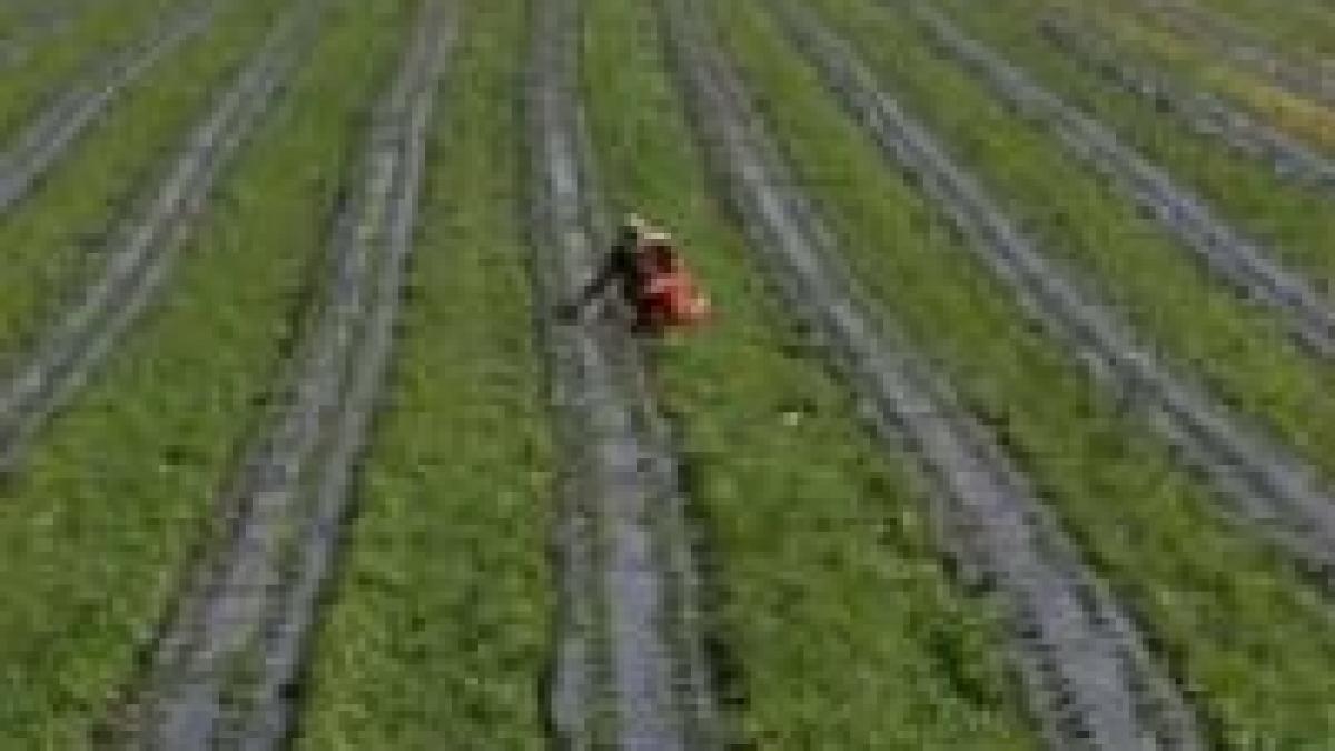 greenpeace baga in carantina insula mare a brailei