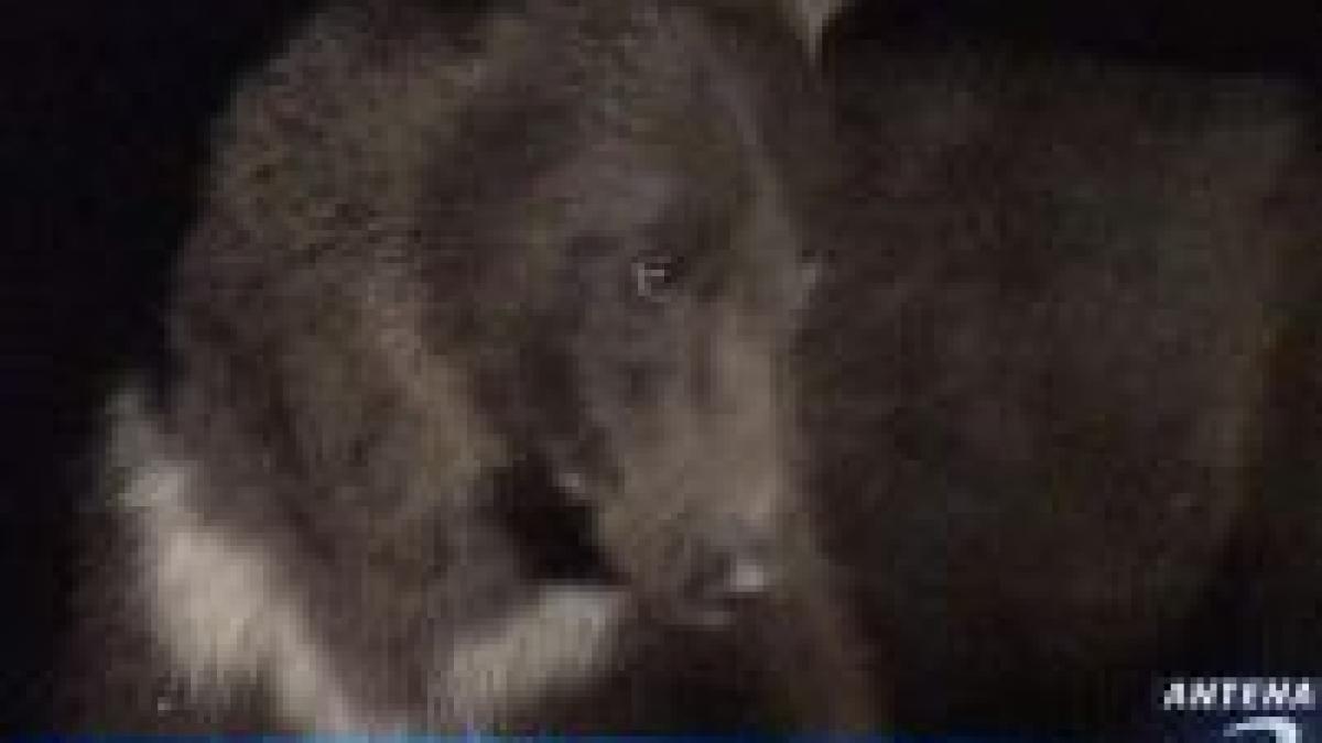 turist atacat de urs in muntii bucegi