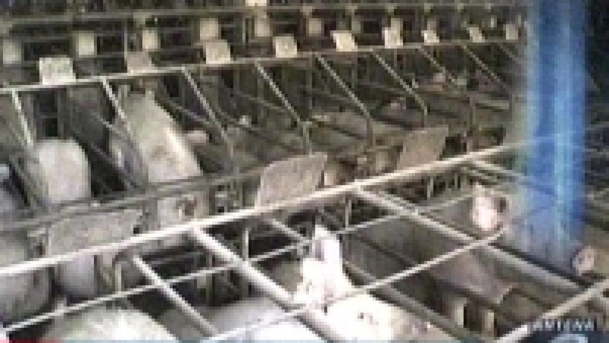 ue va restabili embargoul asupra exporturilor de carne din marea britanie