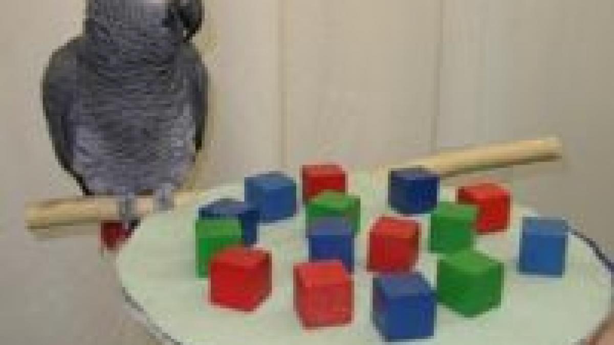 a murit cel mai inteligent papagal din lume