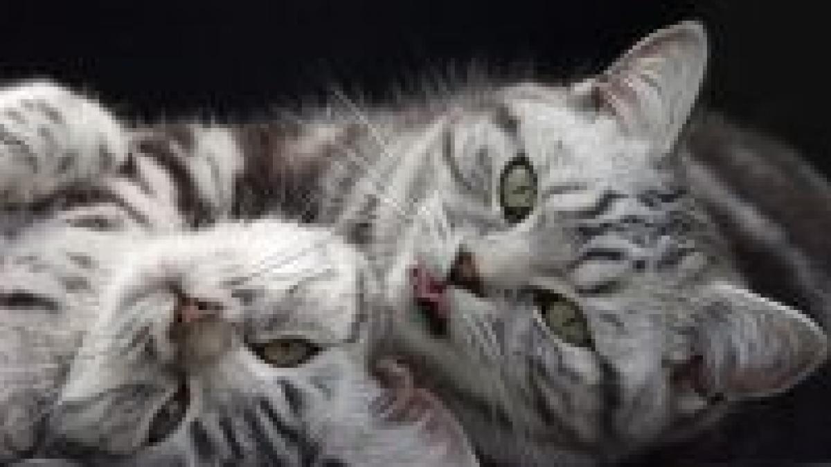 cat show expozitie felina la bucuresti