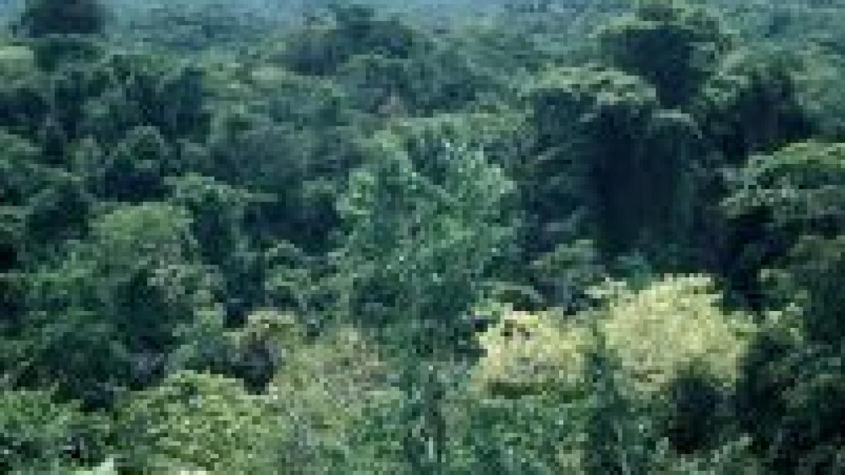 in jungla din mexic a plouat cu cocaina s a prabusit un avion plin cu droguri