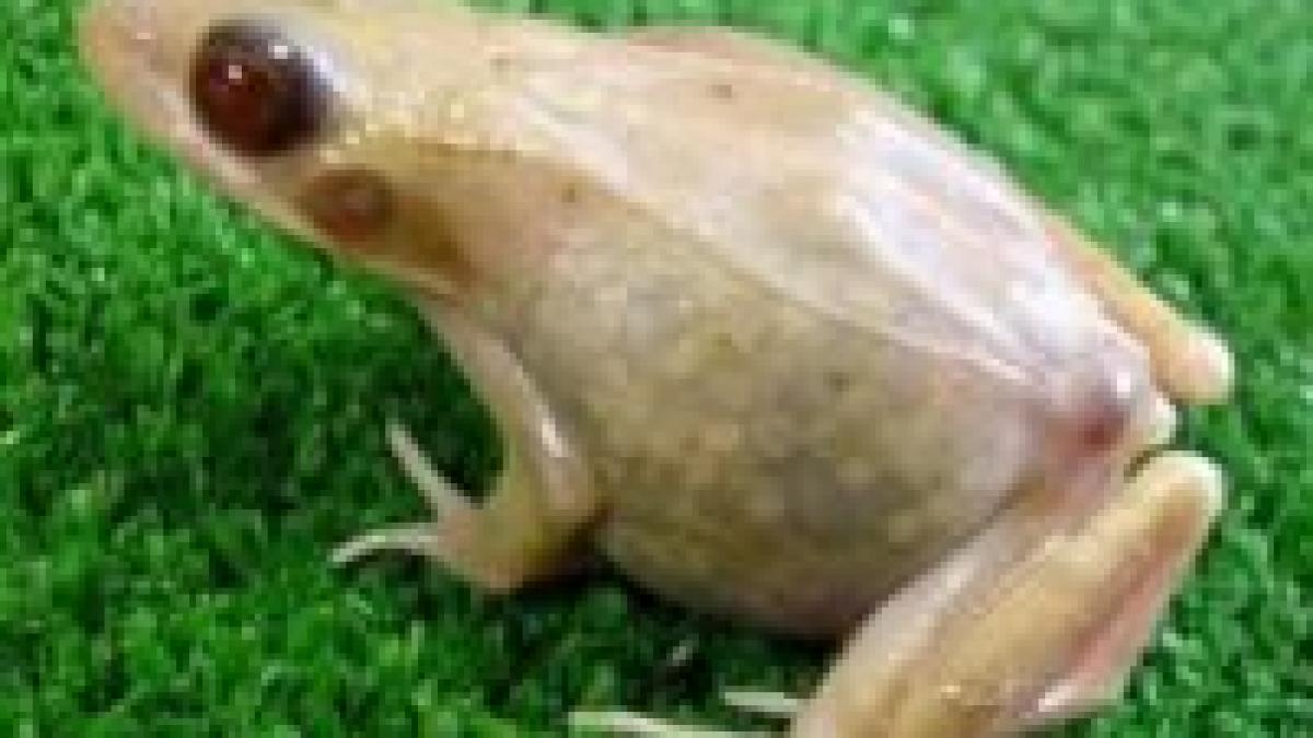 cercetatorii japonezi au creat o broasca transparenta