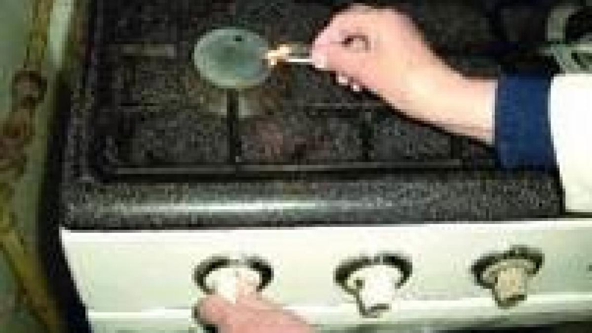 gazele naturale se scumpesc cu 3 7