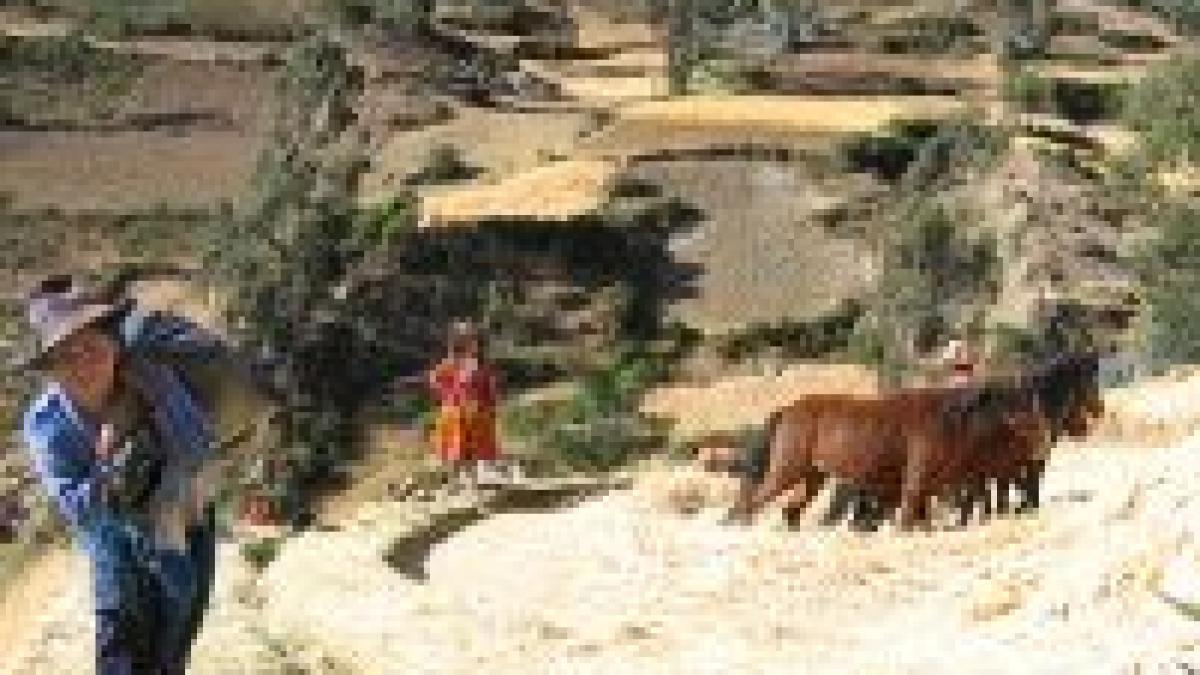 Hoţi de vite arşi de vii în Peru