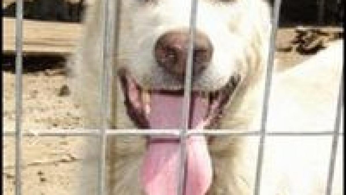 cainii fara stapan din gaiesti sunt otraviti pe strada video