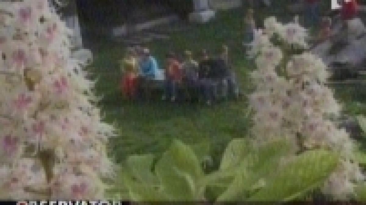 au inflorit merii si castanii in bistrita nasaud