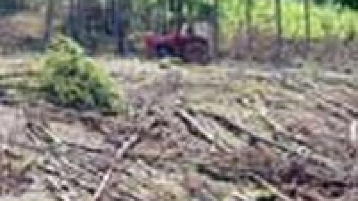 Pădurile au devenit raiul hoţilor