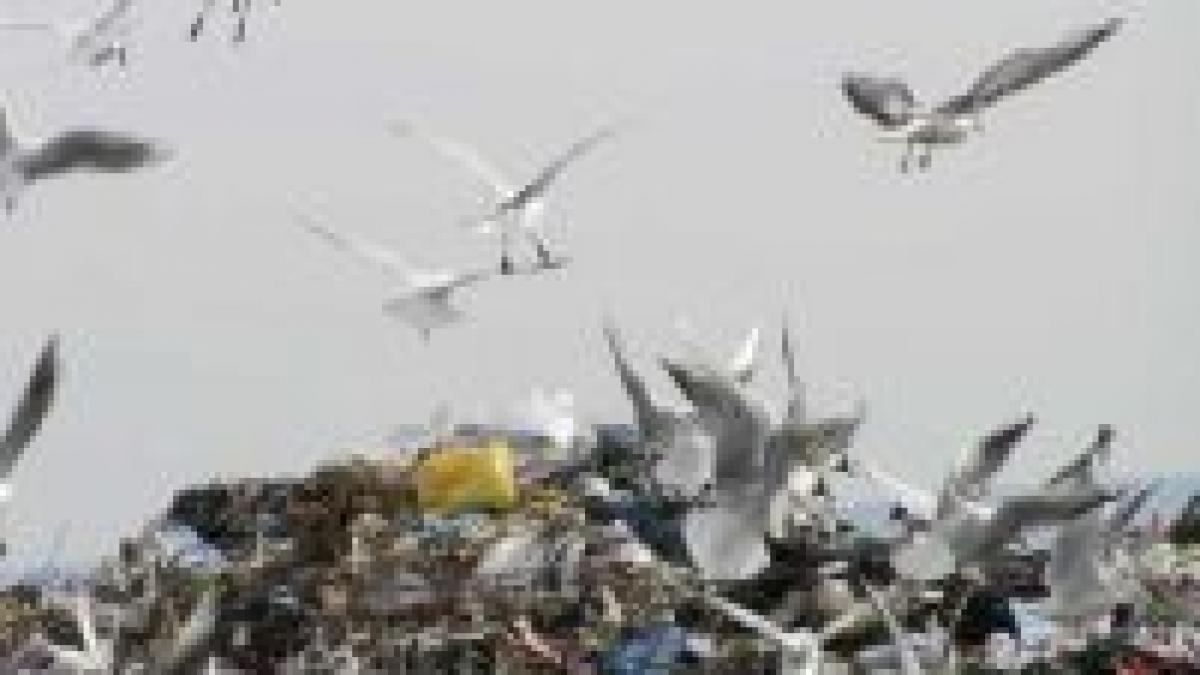 romanii si ar sorta gunoiul menajer doar daca ar primi bani