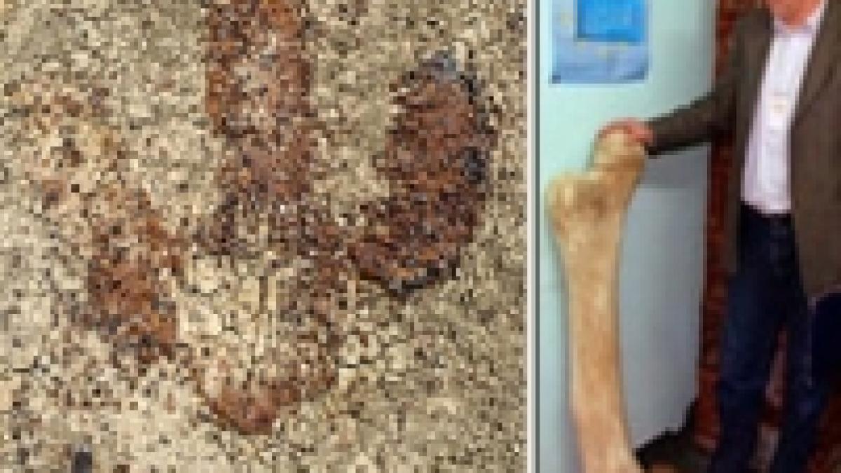 ultimele descoperiri urma lui t rex in sua si os de mamut in romania