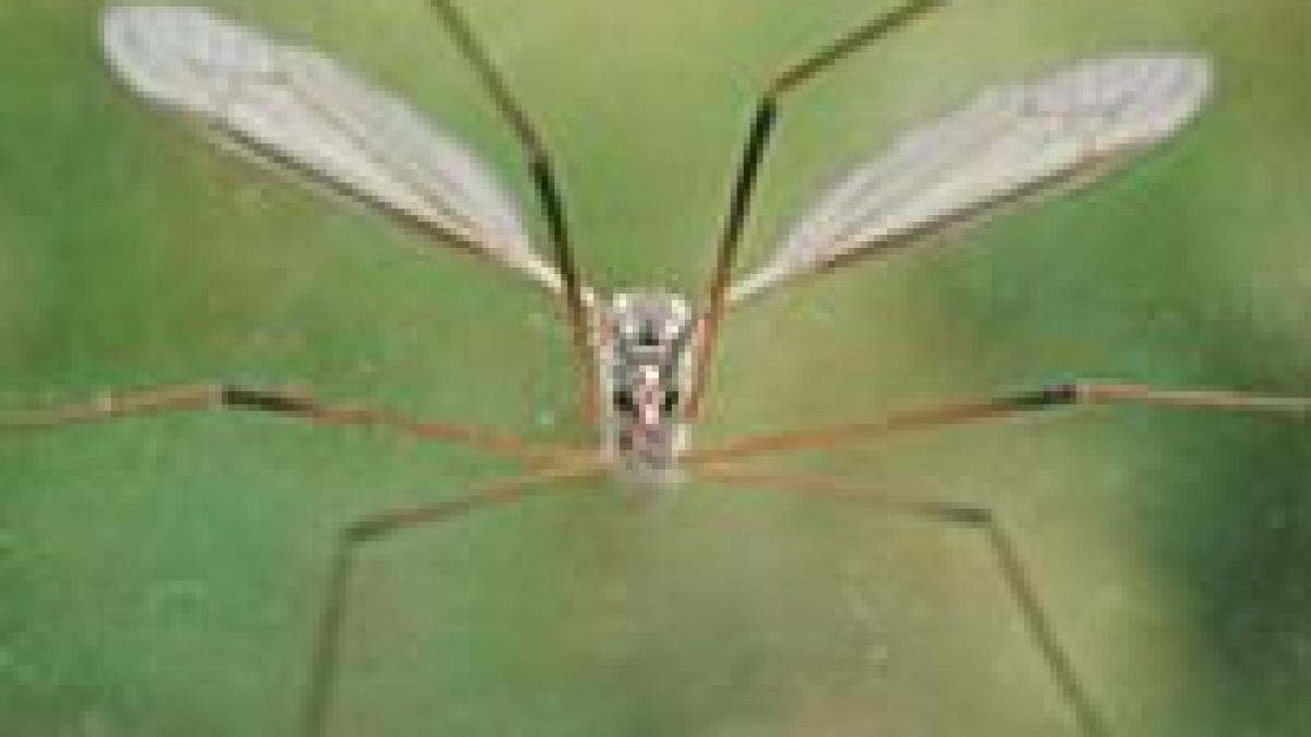 americanii au creat insecte spion