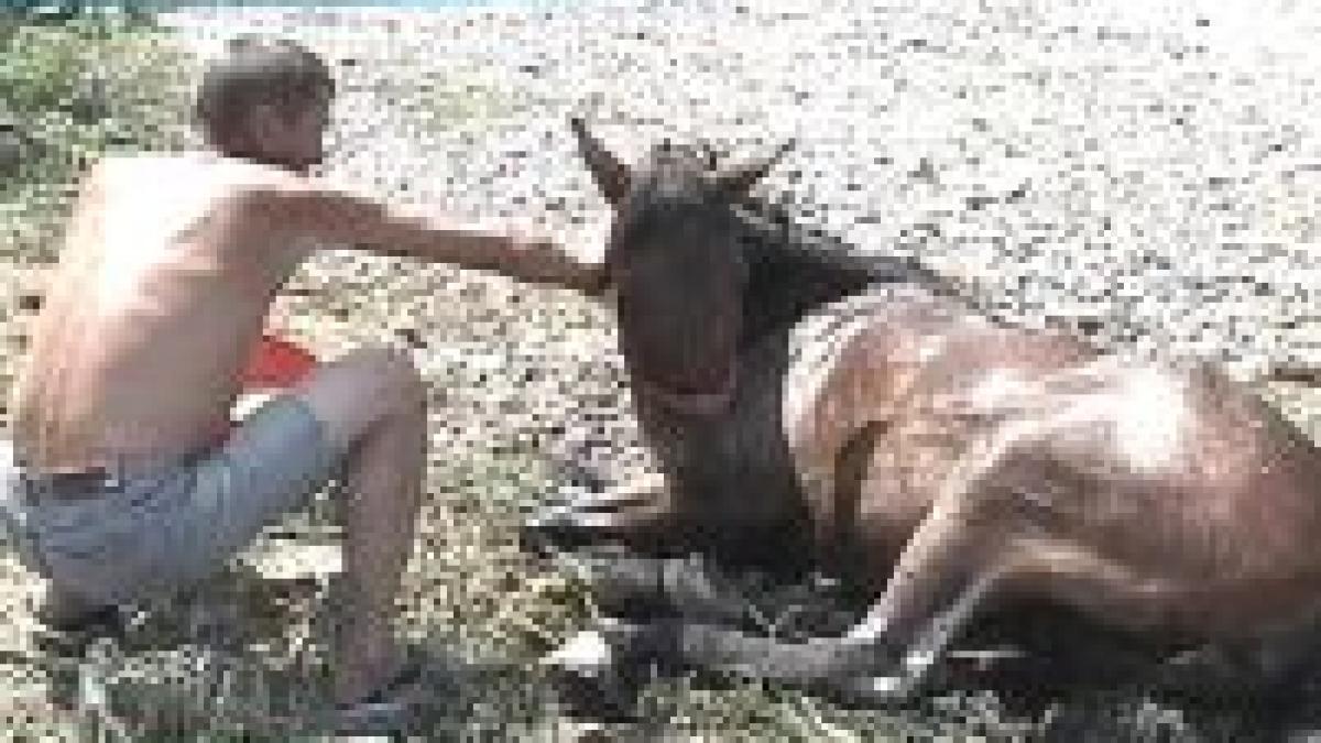 senatorii vor dezbate infiintarea politiei animalelor