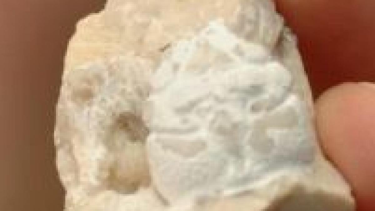 noua specie de crabi din jurasic descoperita in dobrogea