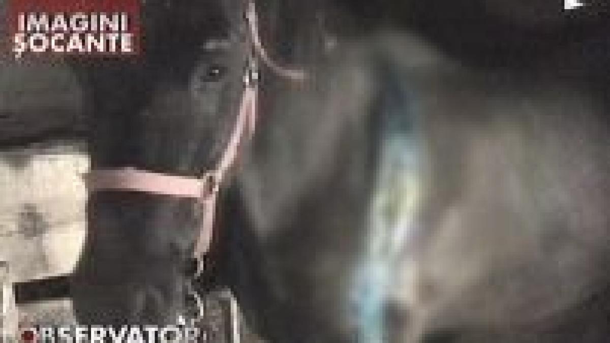 cruzime fara margini cai mutilati si abandonati video