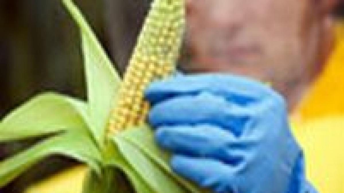 senatul va reglementa piata organismelor modificate genetic