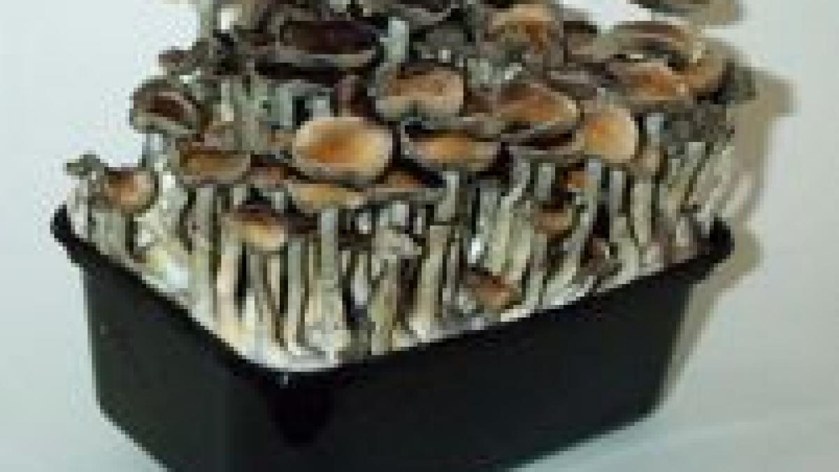 olandezii au manifestat impotriva interzicerii ciupercilor halucinogene