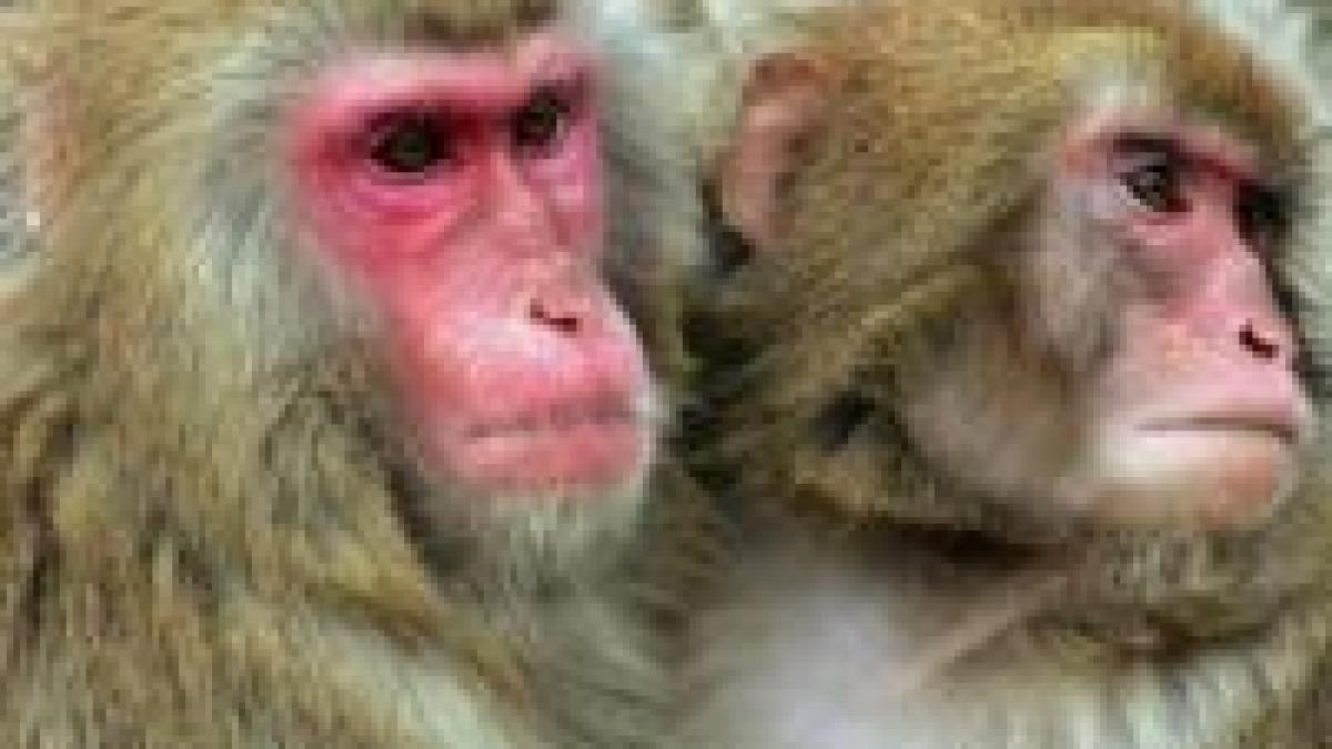 premiera clonarea embrionilor de maimuta primul pas spre clonarea umana