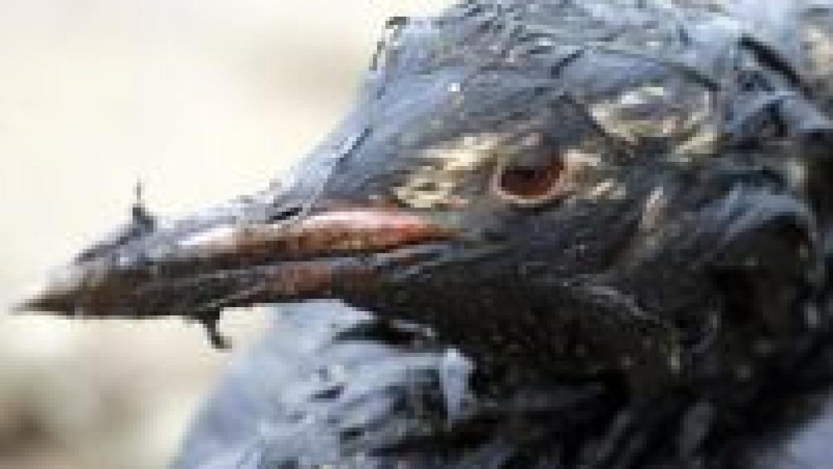 Catastrofă ecologică la Marea Neagră. Peste 30.000 de păsări au murit -
<font color=red>GALERIE FOTO</font>