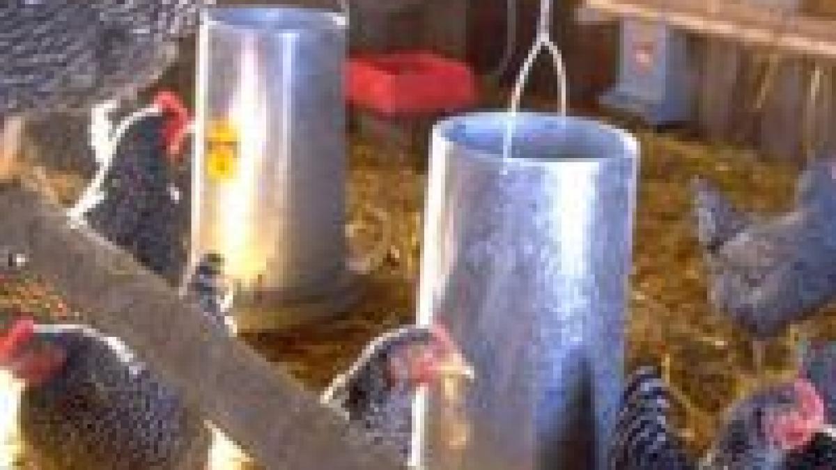 gripa aviara revine in marea britanie