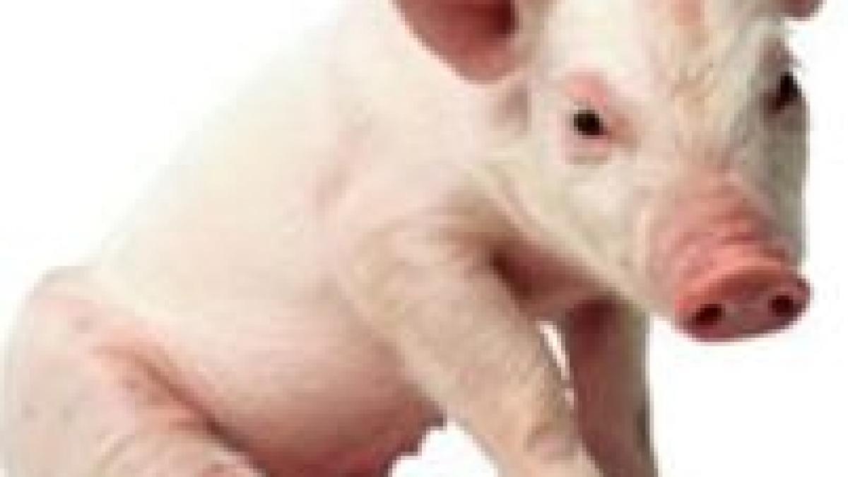 romanii au voie sa si taie porcii pentru craciun singuri