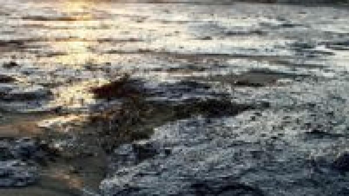 titeiul si sulful deversate in marea neagra ucid delfinii galerie foto