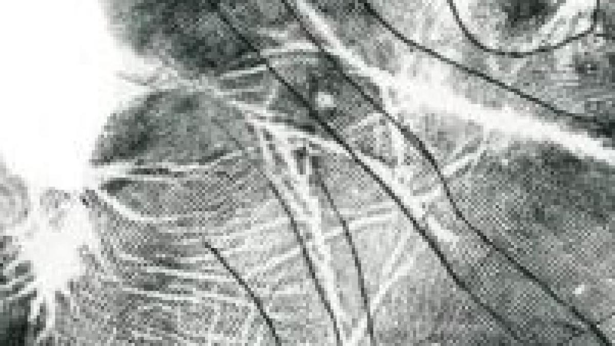 Străinii care ajung în Japonia vor fi fotografiaţi şi amprentaţi