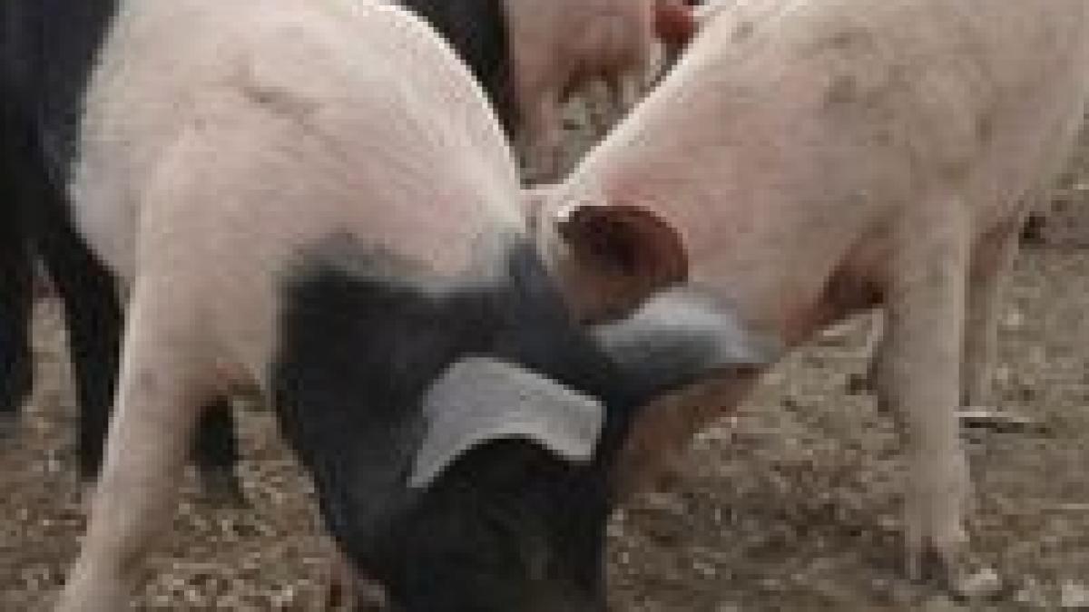 ansvsa a decis porcii din ferme vor fi sacrificati numai dupa asomare