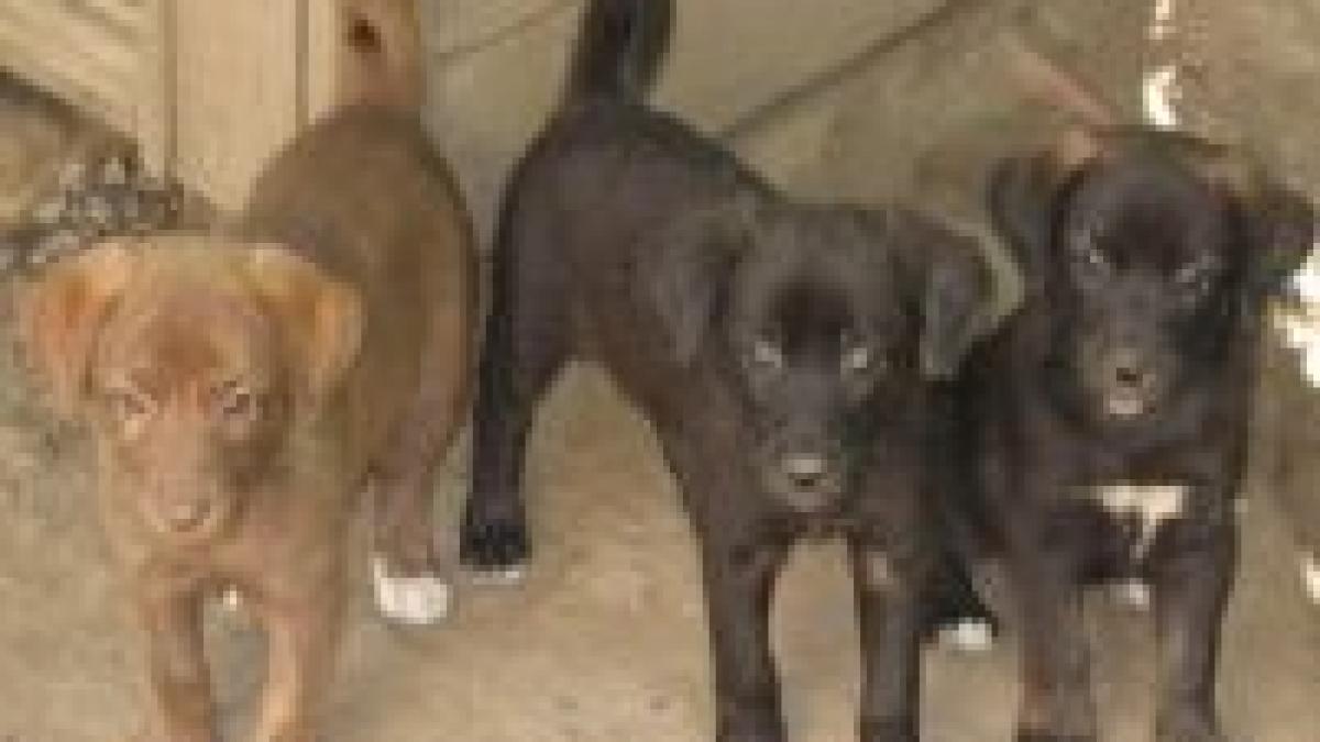 Maidanezii din Sighişoara vor avea cipuri de identificare 

