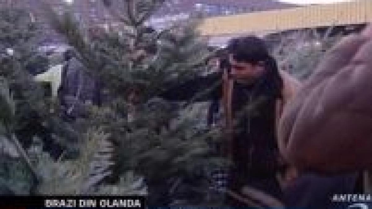 brazii vor costa in acest sezon intre 60 si 90 de lei