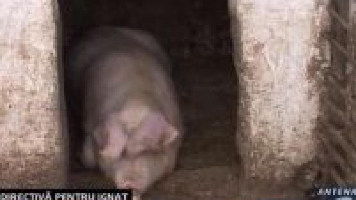 decizia ue de anesteziere a porcilor trebuie respectata