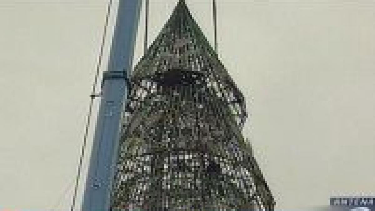 bradul de craciun din piata unirii este gata